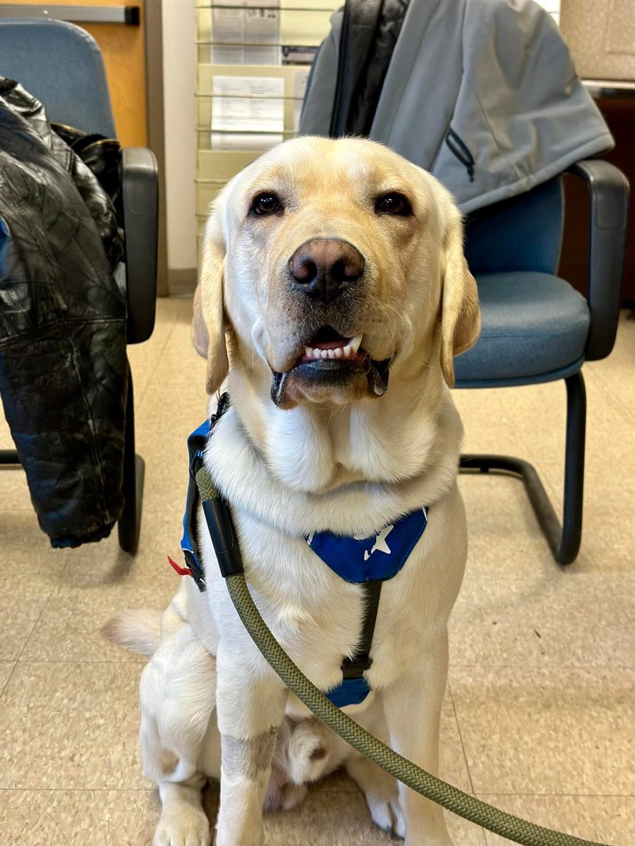 JosephBrooksPA's tweet photo. Look at this good boy! Thanks to our mission partners, Warrior Canine Connection, for bringing these pups to the veterans at @VM_Center’s day drop in space, The Perimeter.
#veteranmentalhealth #veteransuicideprevention #veteranservicedogs https://t.co/1yNfiyQ6YS