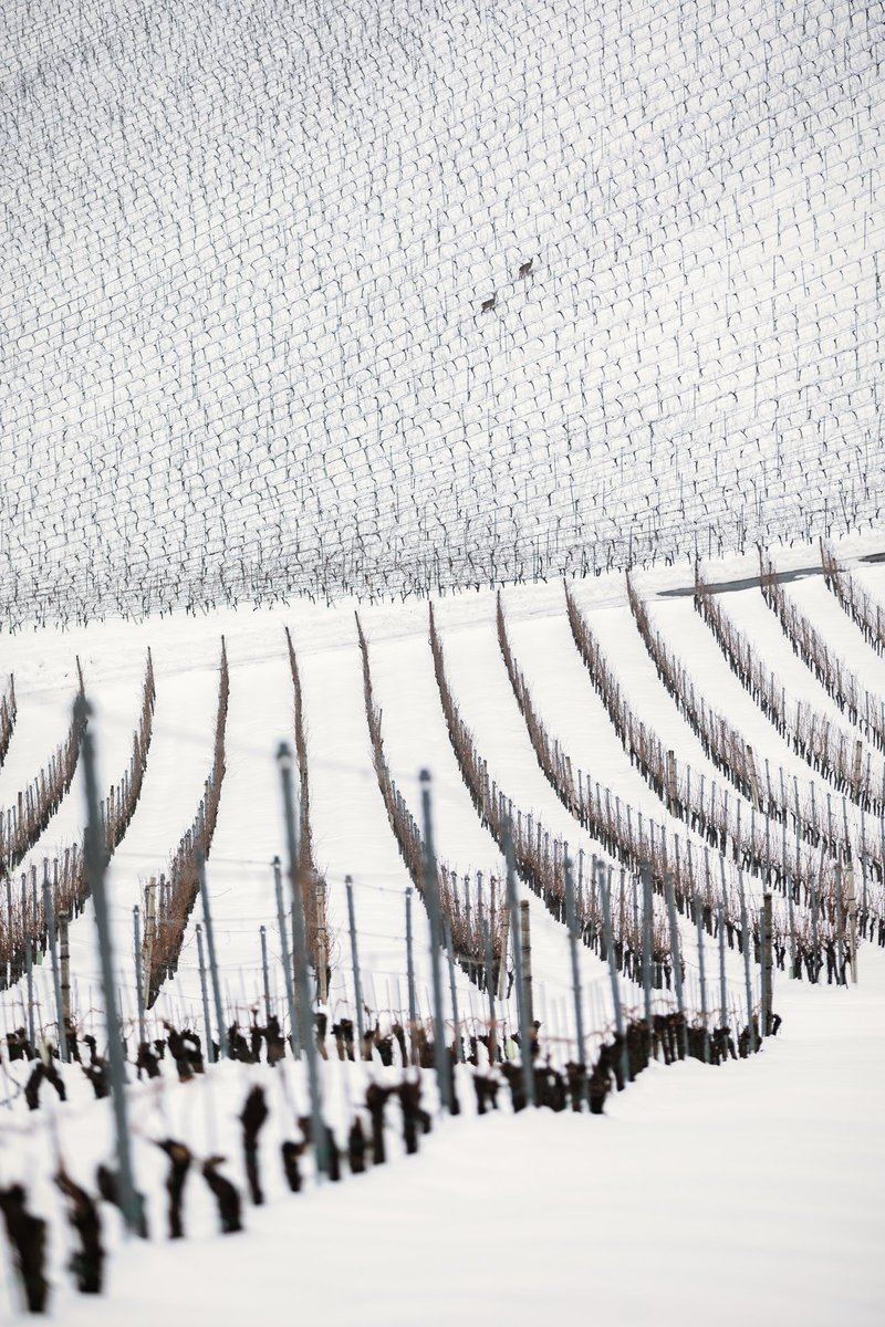 I took this photo 7 years ago on this day.🤩❄️ #deer #slovenskegorice #landscape #nature #wildlife #wineyard