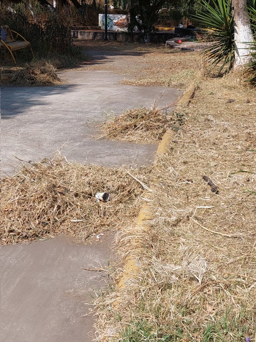 SeleneHidrogo's tweet photo. El @Gob_Tlalne @RacielPerezC_ podaron pero y la basura pa cuando? 
Parque Adolfo López Mateos 
#denunciaciudadana 
#tlalnepantla https://t.co/vRqF1xVBX8