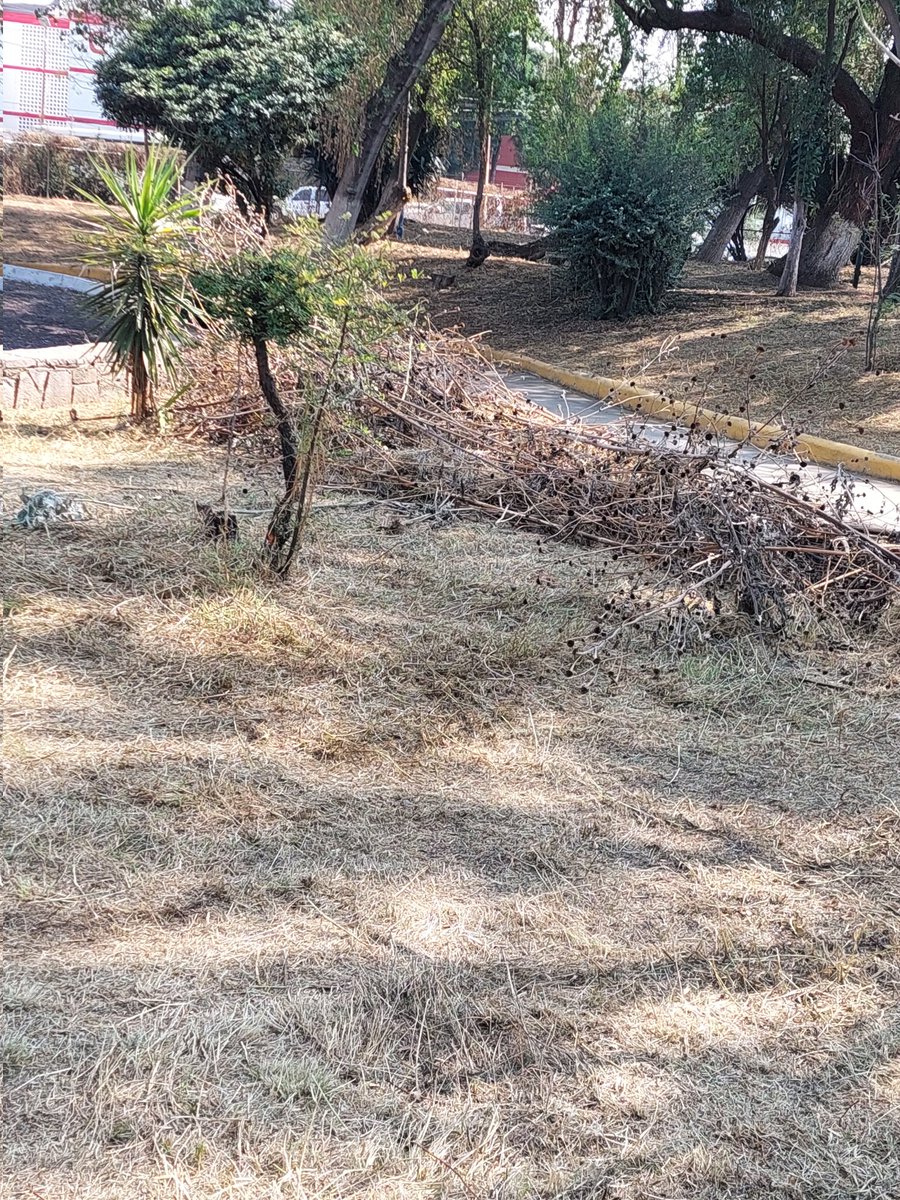SeleneHidrogo's tweet photo. El @Gob_Tlalne @RacielPerezC_ podaron pero y la basura pa cuando? 
Parque Adolfo López Mateos 
#denunciaciudadana 
#tlalnepantla https://t.co/vRqF1xVBX8