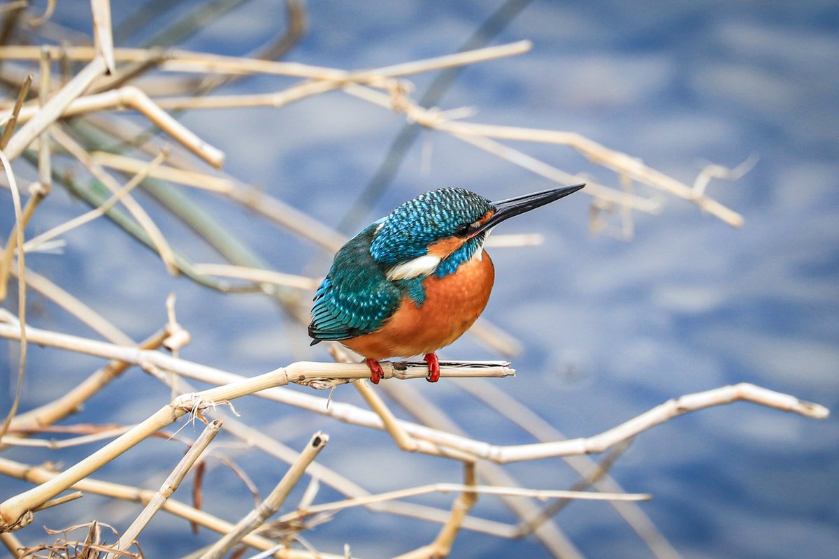 #オレフィーチェフォトコンテスト  #オレフィーチェ  #フォトコンテスト  

よく通る池や川でいつも見ると元気をくれる動物たち。
特に鳥達は普段近づくと逃げてしまい、じっくりと見るのは難しいですが、よく見るととても可愛い。そんな可愛い姿を他の方々にも共有したくこれらを選抜しました。