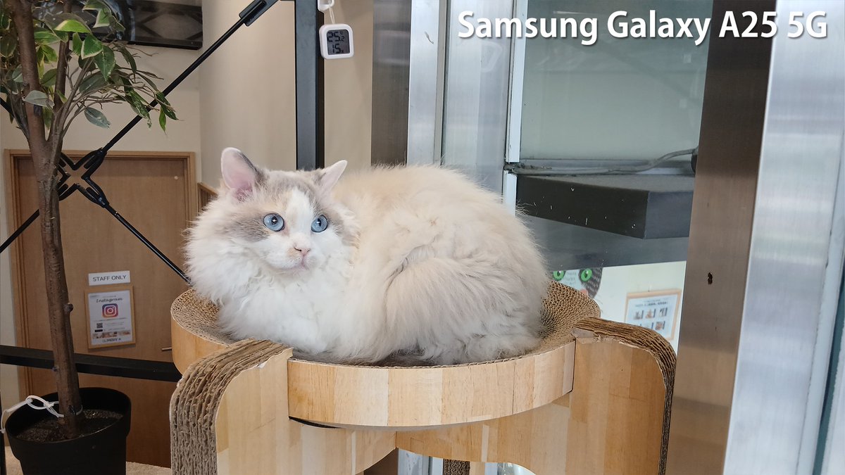 UQinfo's tweet photo. 青い瞳が美しい美人猫。
きゅるんとした瞳が素敵です…!!
1枚目:AQUOS sense9
2枚目:BASIO active2
3枚目:Samsung Galaxy A25 5G
4枚目:らくらくスマートフォン Lite
#猫の日
#ねこの日
#猫好きさんと繋がりたい
#にゃんにゃんにゃんの日
#AQUOSsense9
#BASIOactive2
@SHARP_JP
#SamsungGalaxyA255G
@SamsungJPN
#らくらくスマートフォンLite
@FCNT_LLC