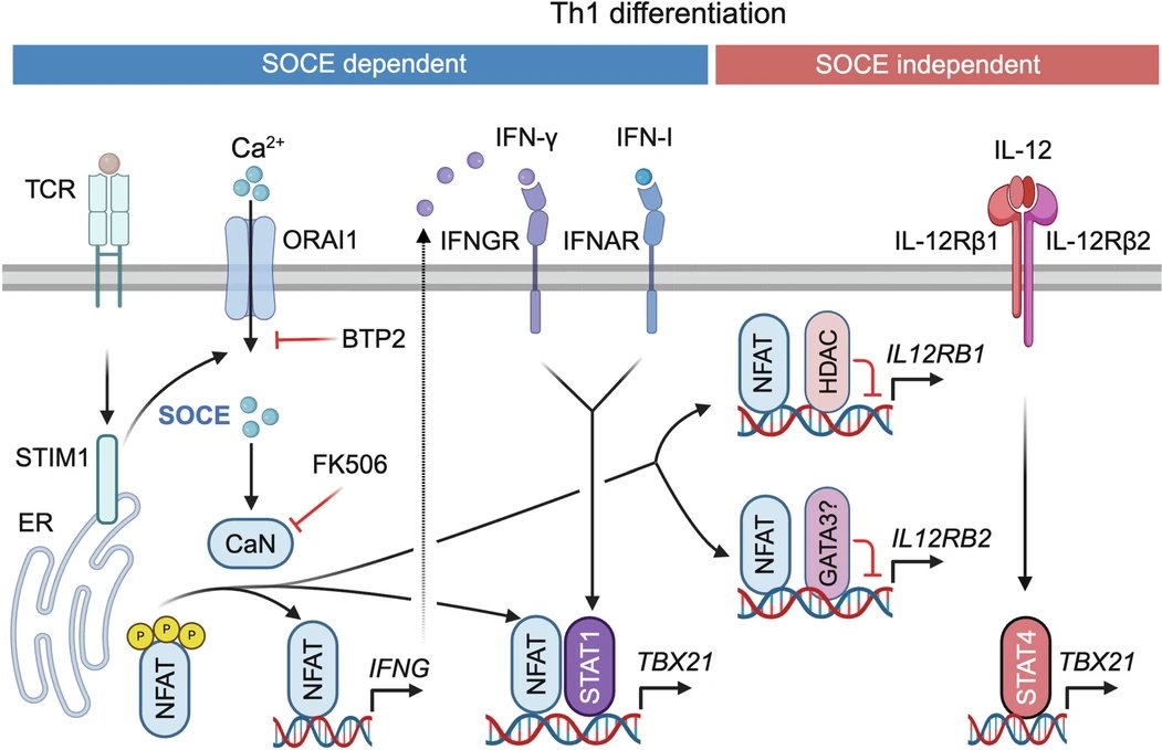Waggoner Lab (@labwaggoner) on Twitter photo STIM1-mediated NFAT signaling synergizes with STAT1 to control T-bet expression and TH1 differentiation
nature.com/articles/s4159…
<a href="/NatImmunol/">Nature Immunology</a> <a href="/Feskelab/">Feske lab at NYU</a> STIM1-mediated NFAT signaling synergizes with STAT1 to control T-bet expression and TH1 differentiation
nature.com/articles/s4159…
<a href="/NatImmunol/">Nature Immunology</a> <a href="/Feskelab/">Feske lab at NYU</a>