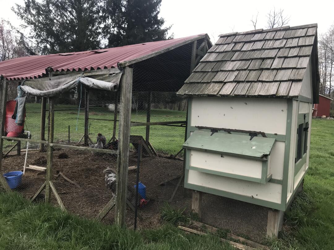 Addy_arjunaidi3's tweet image. 🔥🔥🔥I went to my neighbor&apos;s place today to check out the black pigs they have. They&apos;re super lively and cute, living healthy lives. It was really fun and gave me that peaceful country vibe #Friday #NewBraunfels #Farm #OrganicFarm #BlackPigs #Farming #Livestockfarming 😎😎