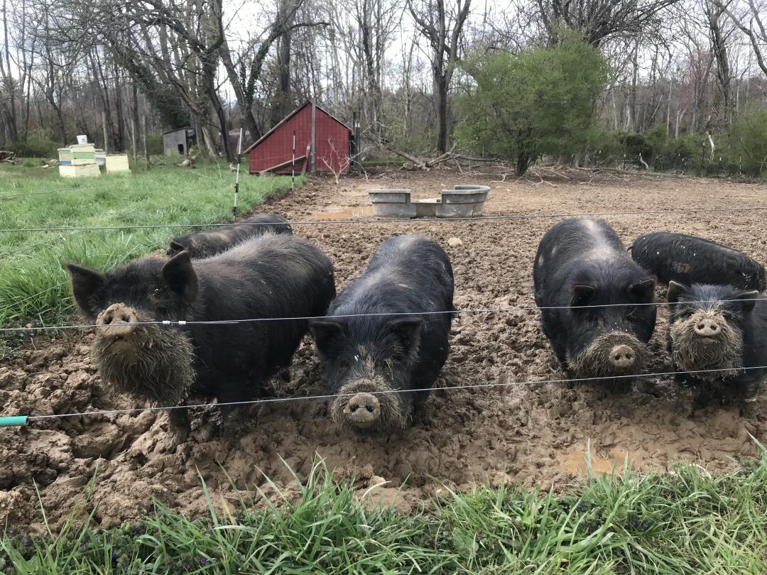 Addy_arjunaidi3's tweet image. 🔥🔥🔥I went to my neighbor&apos;s place today to check out the black pigs they have. They&apos;re super lively and cute, living healthy lives. It was really fun and gave me that peaceful country vibe #Friday #NewBraunfels #Farm #OrganicFarm #BlackPigs #Farming #Livestockfarming 😎😎