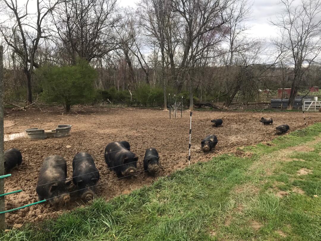 Addy_arjunaidi3's tweet image. 🔥🔥🔥I went to my neighbor&apos;s place today to check out the black pigs they have. They&apos;re super lively and cute, living healthy lives. It was really fun and gave me that peaceful country vibe #Friday #NewBraunfels #Farm #OrganicFarm #BlackPigs #Farming #Livestockfarming 😎😎