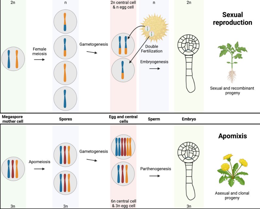 Charlie Underwood (@charliesousbois) on Twitter photo Our new review article “To infinity and beyond: recent progress, bottlenecks, and potential of clonal seeds by apomixis” is now published open access in <a href="/ThePlantJournal/">The Plant Journal</a>
dx.doi.org/10.1111/tpj.... <a href="/Radboud_Uni/">Radboud University</a> Our new review article “To infinity and beyond: recent progress, bottlenecks, and potential of clonal seeds by apomixis” is now published open access in <a href="/ThePlantJournal/">The Plant Journal</a>
dx.doi.org/10.1111/tpj.... <a href="/Radboud_Uni/">Radboud University</a>
