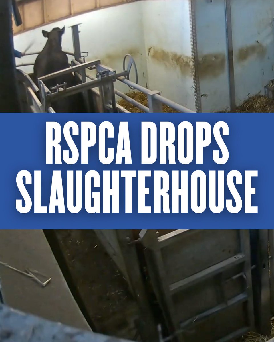 AnimalRising's tweet photo. 🚨 Following our investigation into four RSPCA Assured slaughterhouses, one has been permanently dropped from the scheme. This proves that every investigation matters. When we expose cruelty, action follows.
#EndRSPCAAssured #AnimalRising #ForAllLife #AnimalRights #AnimalLiberation #AnimalFreedom #AnimalLover #RSPCAAssured #RSPCA #AnimalWelfare #AnimalRescue
@rspcaassured_official @RSPCA_official