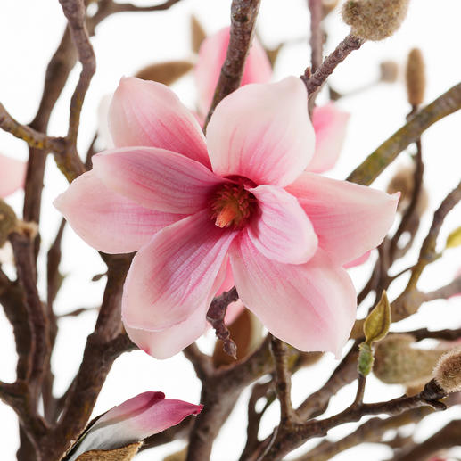TheFlowerShow's tweet photo. Magnolias are one of the oldest flowering plants on Earth, dating back over 100 million years, even before bees existed! 
They were pollinated by beetles, which is why their petals are so tough.
Giving a magnolia in Victorian times meant "You are noble and beautiful". 🌸🌸🌸 https://t.co/1A2SL0PYrf