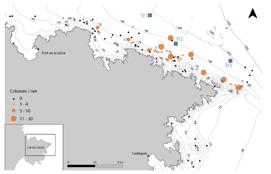Check out our new paper " Quantifying bycatch of cold-water gorgonians to propose a dynamic management strategy for sustainable artisanal fishing on the Mediterranean continental shelf". Great job done by Maria Montseny! <a href="/Med_Recover/">MedRecover</a> <a href="/IRBioUB/">IRBioUB</a> <a href="/ICMCSIC/">ICM-CSIC</a> 
authors.elsevier.com/c/1kdX-3RKL03f…
