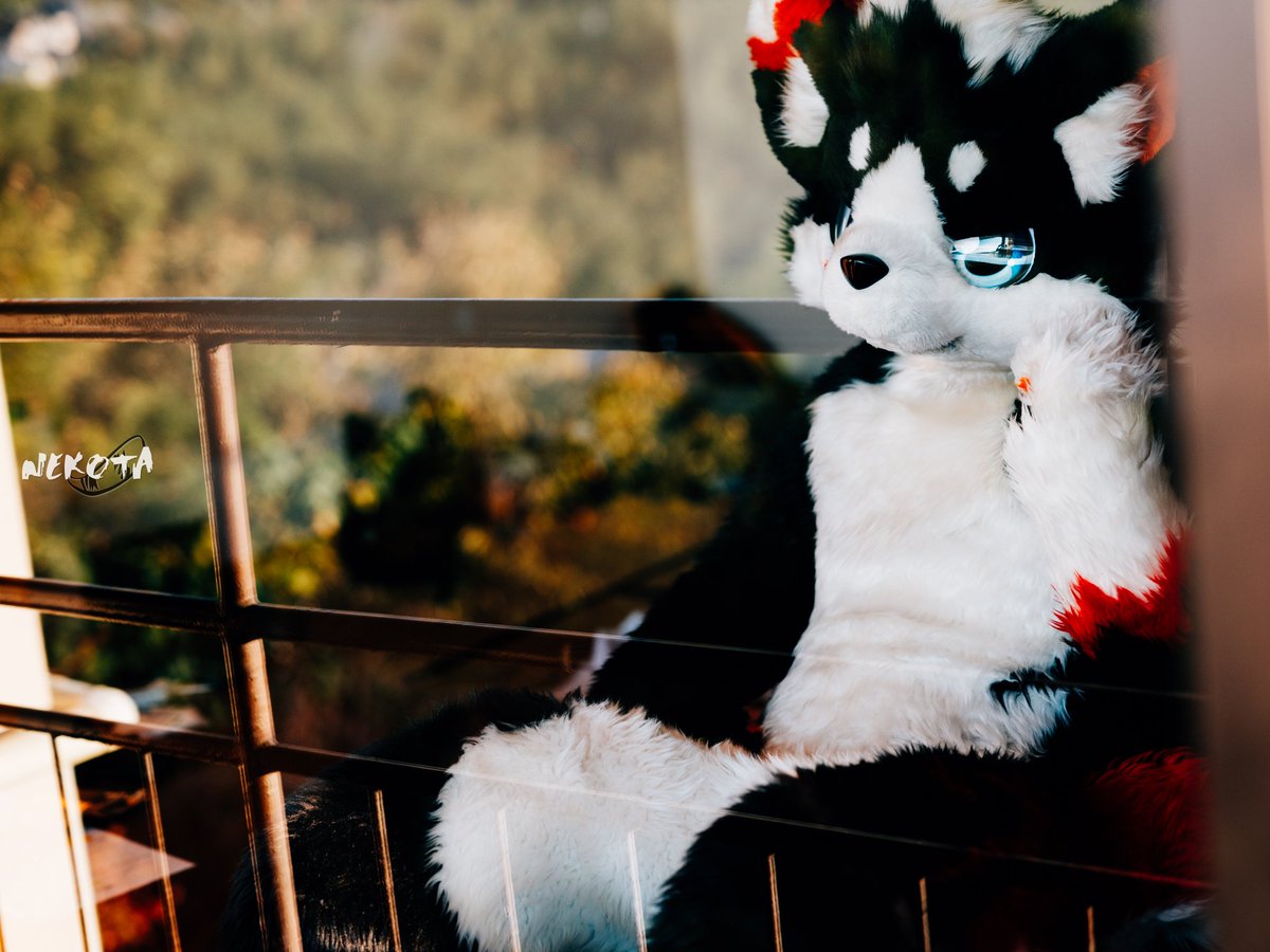 美好的清晨，美好的景色
📷：<a href="/hinekota/">ネコタ@NEKOTA➡SFF</a>
#FursuitFriday