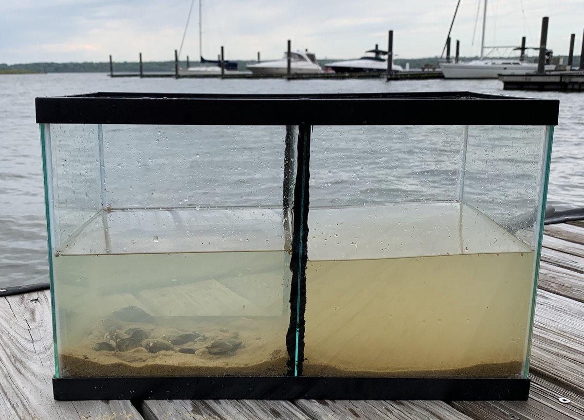 Join Dean Naujoks this Sunday at 2 pm: restoring Mussels to the Potomac. Each mussels -- nature’s “cleanup crew" -- cleans 10 liters of water per day.

Mount Vernon Government Center, 2511 Parkers Lane. Hosts Friends of Dyke Marsh willhave an informal social hour.