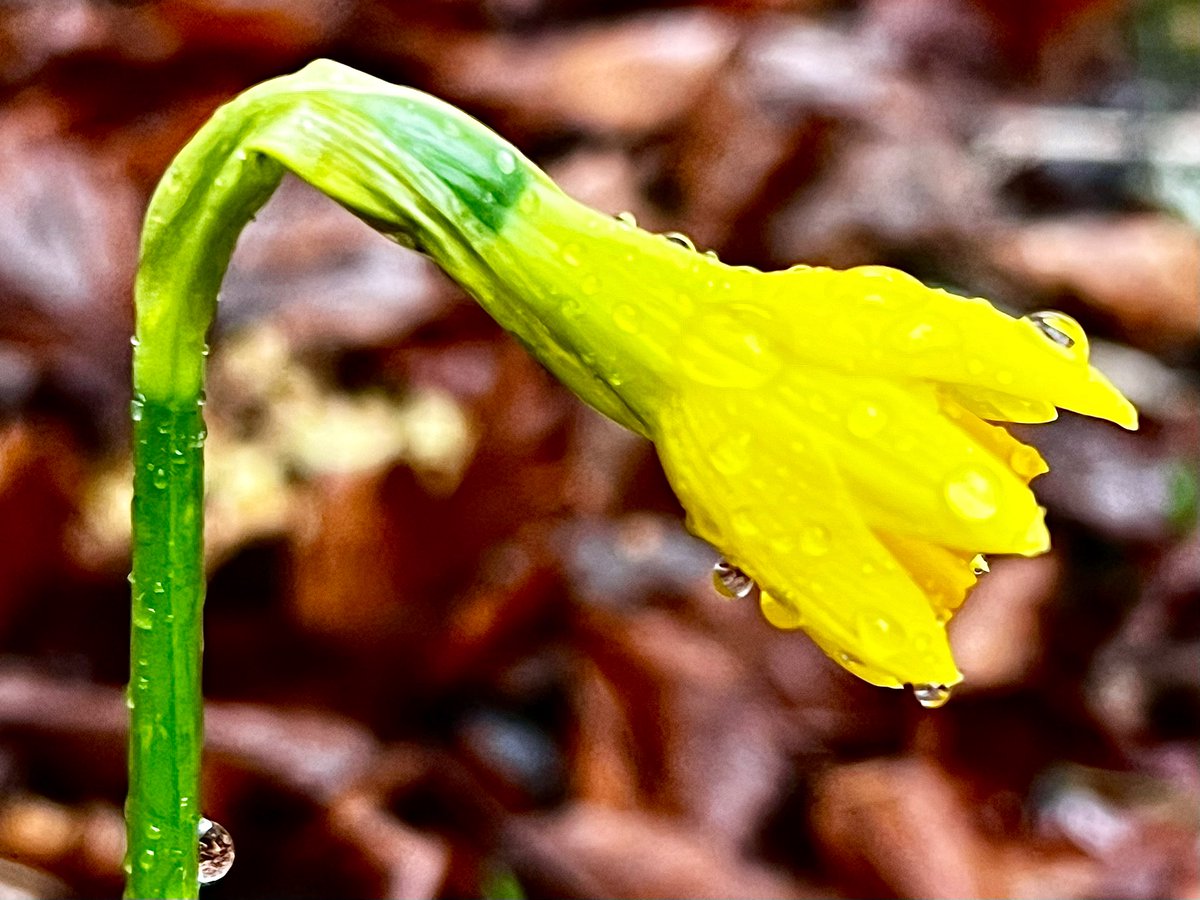 Faeryland Grasmere (@faerymere) on Twitter photo A delicious little daffodil slowly waking up to the rain and rising temperature…
#Faeryland #Grasmere #LakeDistrict
#FlowerFriday #Daffodil <a href="/StormHour/">#StormHour</a>
<a href="/ThePhotoHour/">#ThePhotoHour</a> A delicious little daffodil slowly waking up to the rain and rising temperature…
#Faeryland #Grasmere #LakeDistrict
#FlowerFriday #Daffodil <a href="/StormHour/">#StormHour</a>
<a href="/ThePhotoHour/">#ThePhotoHour</a>