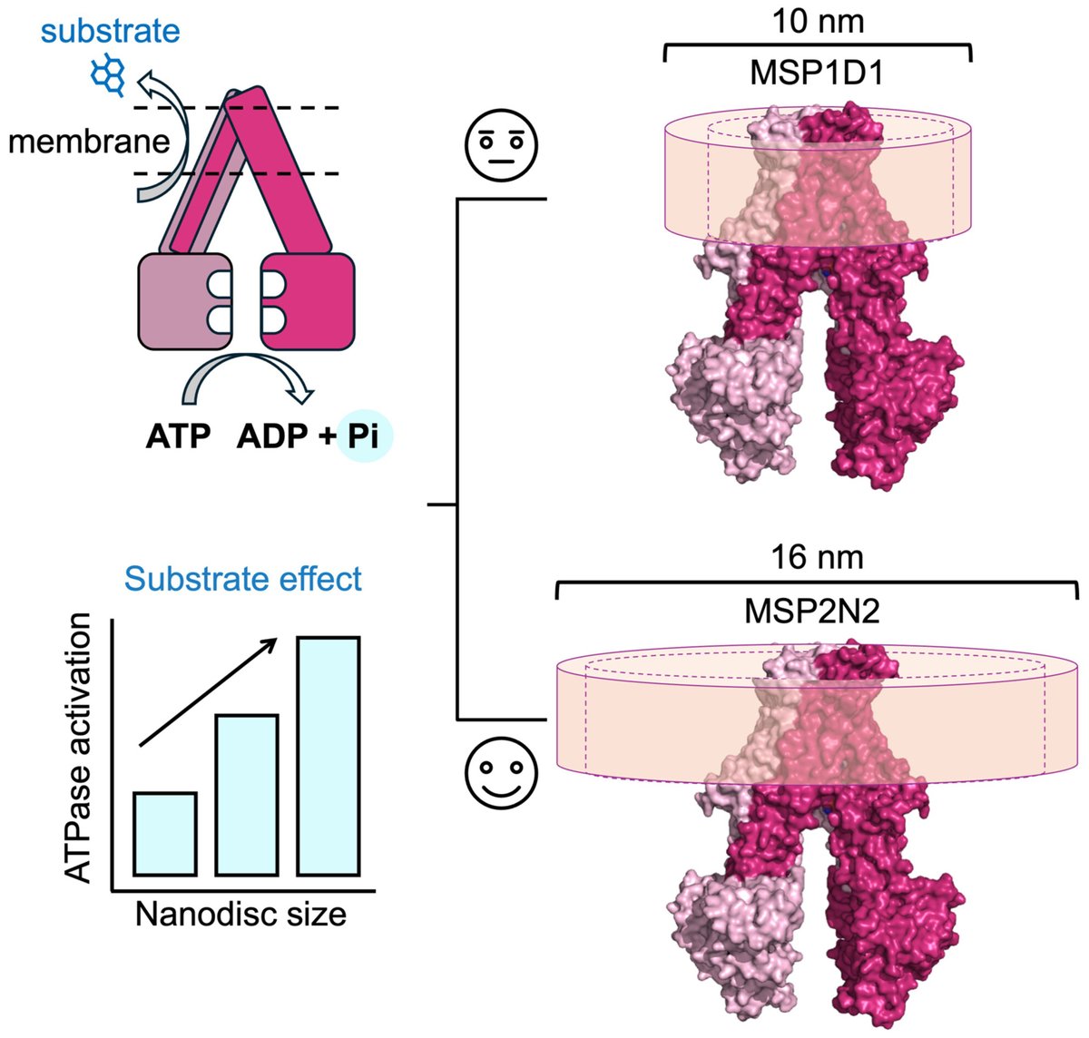 Studying #ABCtransporters in lipid #nanodiscs: 
does nanodisc size affect the #ATPase activity of the transporters?

🖊Maria Zoghbi <a href="/ucmerced/">UC Merced</a> &amp; team 

➡bit.ly/3XbriXQ

#membraneproteins #liposomes