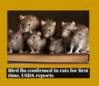 bennel62's tweet photo. #Rodent #news update: Add #rats to the list of #birdflu concerns #2024Election #trumpresults #fiddling https://t.co/bQ9uAao9De https://t.co/5EMvOpHFQB