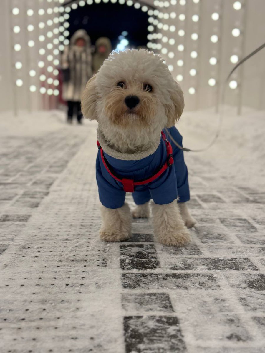Benocoin25's tweet photo. W̶i̶n̶t̶e̶r̶ BenoCoin is coming! 🚀🐶
#BenoCoin | #MaltipooKing | #ToTheMoon 🌕 | #PumpFun | #CryptoDog | #WinterIsGone https://t.co/4LUVkAUW3B
