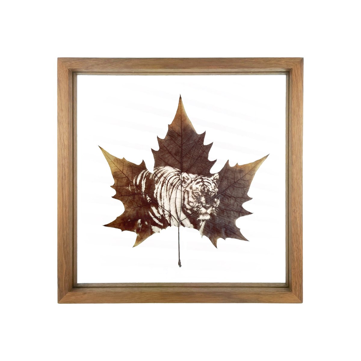 Flora_Whisper's tweet photo. 🌿✨ Unleash your fearless spirit with Tiger Leaf Carving Art! 🐅 Handmade from fallen leaves, this intricate piece brings the wild into your space. 🌱 Available unframed or with a handmade frame. Custom designs available! #TigerLeafArt #EcoFriendlyArt #WildlifeDecor https://t.co/wGs9wutbvP