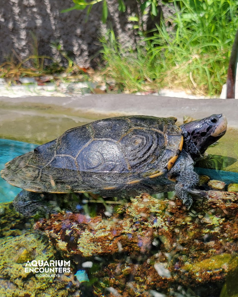 FLKeysAE's tweet image. Today seems like a good day to get out and touch grass for an hour or so. But then, back to the couch to catch up on Yellowstone.