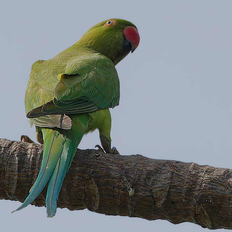 vafaned's tweet image. One gorgeous #Parakeet, the  Ring-necked Parakeet when #birdwatching  #Singapore 

#BirdsSeenIn2025 #birds #birding #birdphotography #BirdsofX #NaturePhotography