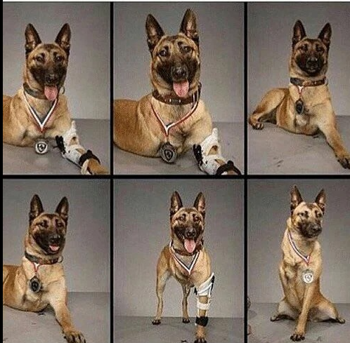 Dog Lovers tweet media