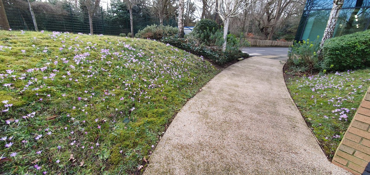 KingstonUniBiodiversity tweet media