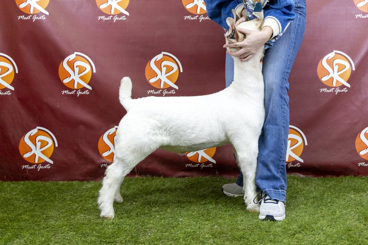 SGoats's tweet image. Online sale Tuesday February 25 wlivestock.com/auction/26473