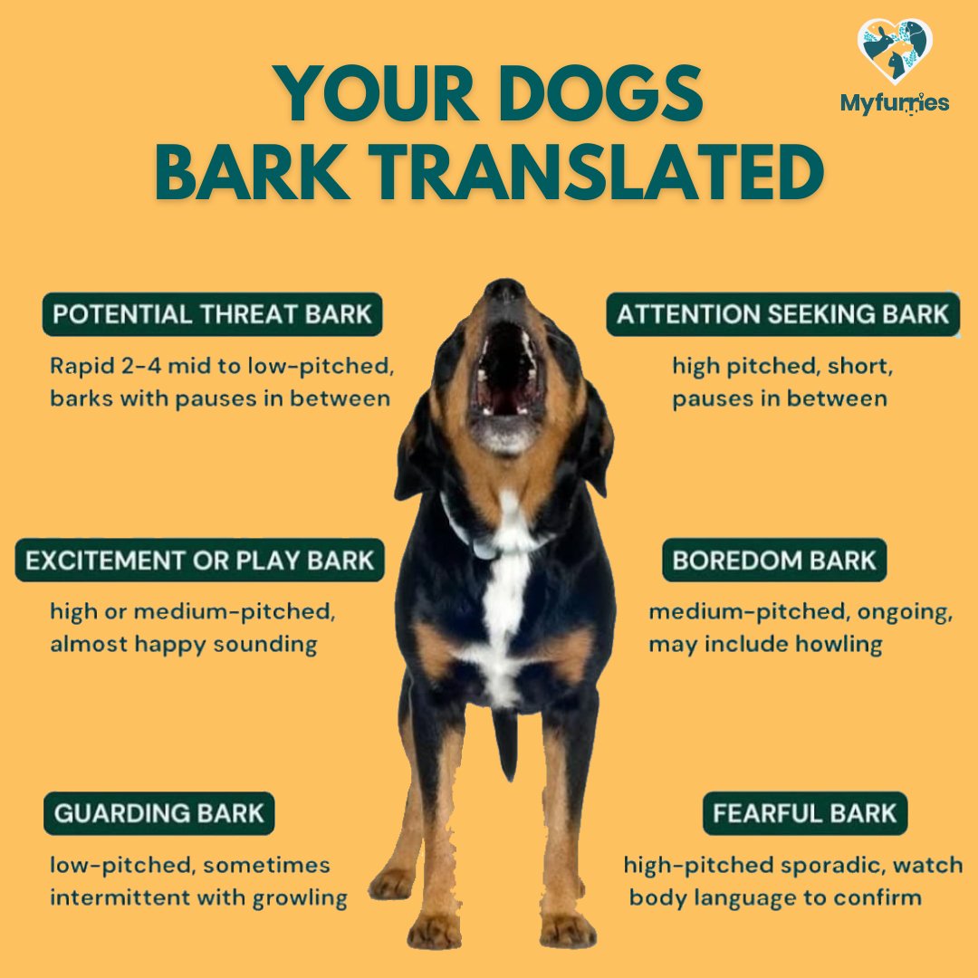 MyFurriesin's tweet image. 🐾 What’s Your Dog Trying to Say? 🐶💬
From playful woofs to warning barks, decode your pup’s language and understand them better! 🐕✨

📍Need expert help?
DM us if you are interested 
MyFurries is here for all your pet care needs!

#DogLanguage #BarkDecoded #HappyPets
