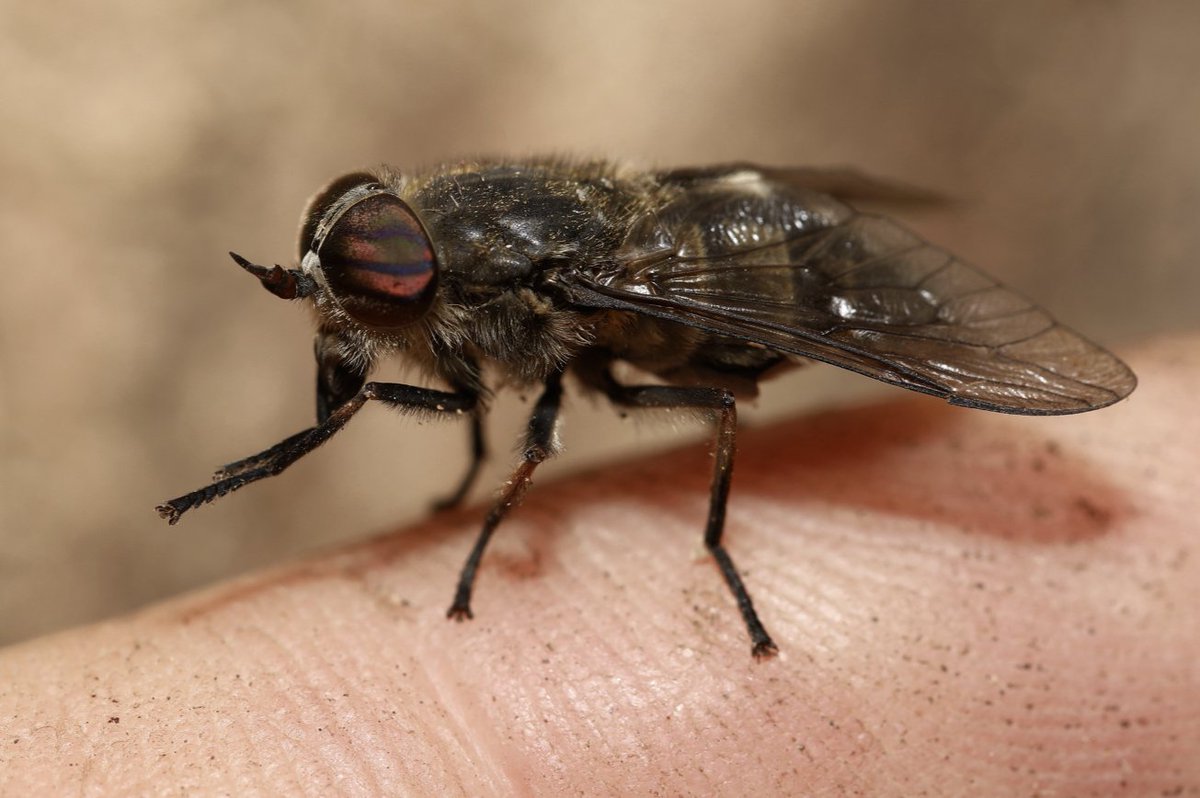 Andy Jukes (@conopsento) on Twitter photo Any early years invertebrate ecologists looking for survey work? Please get in touch. Looking to offer survey work experience (paid). Plenty of survey work across the UK this year. Need a good foundation in ID, and especially Diptera to Family level.
<a href="/HAU_Entomology/">Entomology @ Harper Adams University</a> <a href="/hatbirder/">Chris Foster</a> Any early years invertebrate ecologists looking for survey work? Please get in touch. Looking to offer survey work experience (paid). Plenty of survey work across the UK this year. Need a good foundation in ID, and especially Diptera to Family level.
<a href="/HAU_Entomology/">Entomology @ Harper Adams University</a> <a href="/hatbirder/">Chris Foster</a>
