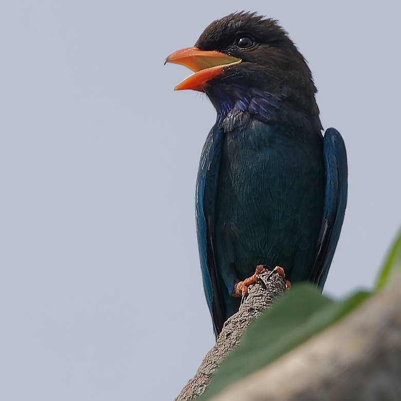 vafaned's tweet image. Spotted one #Dollarbird when #birdwatching #Singapore

#BirdsSeenIn2025 #birds #birding #birdphotography #BirdsofX #NaturePhotography