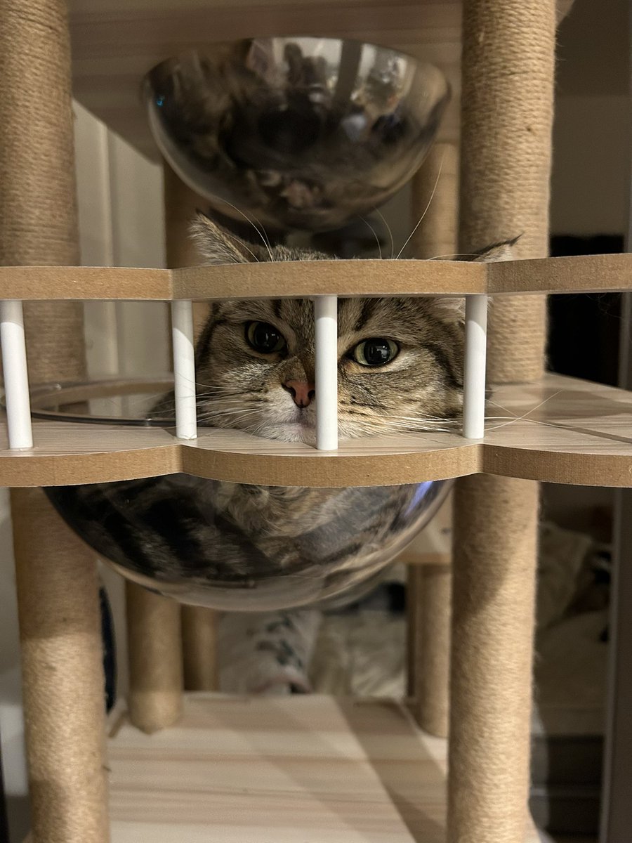 menmatoudon's tweet photo. 下僕よ遊んでくれないならグレるぞ🐱 https://t.co/J30WjdYXRX