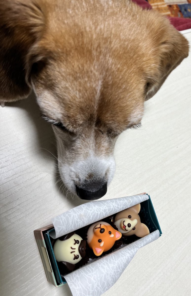Beagleume15's tweet photo. あたちが食べていいやつですか？
※うめちゃんは食べられません。
※ママが美味しくいただきました。
#ビーグル 
#beagle 
#ビーグルうめちゃん https://t.co/iGa9zsqe4C