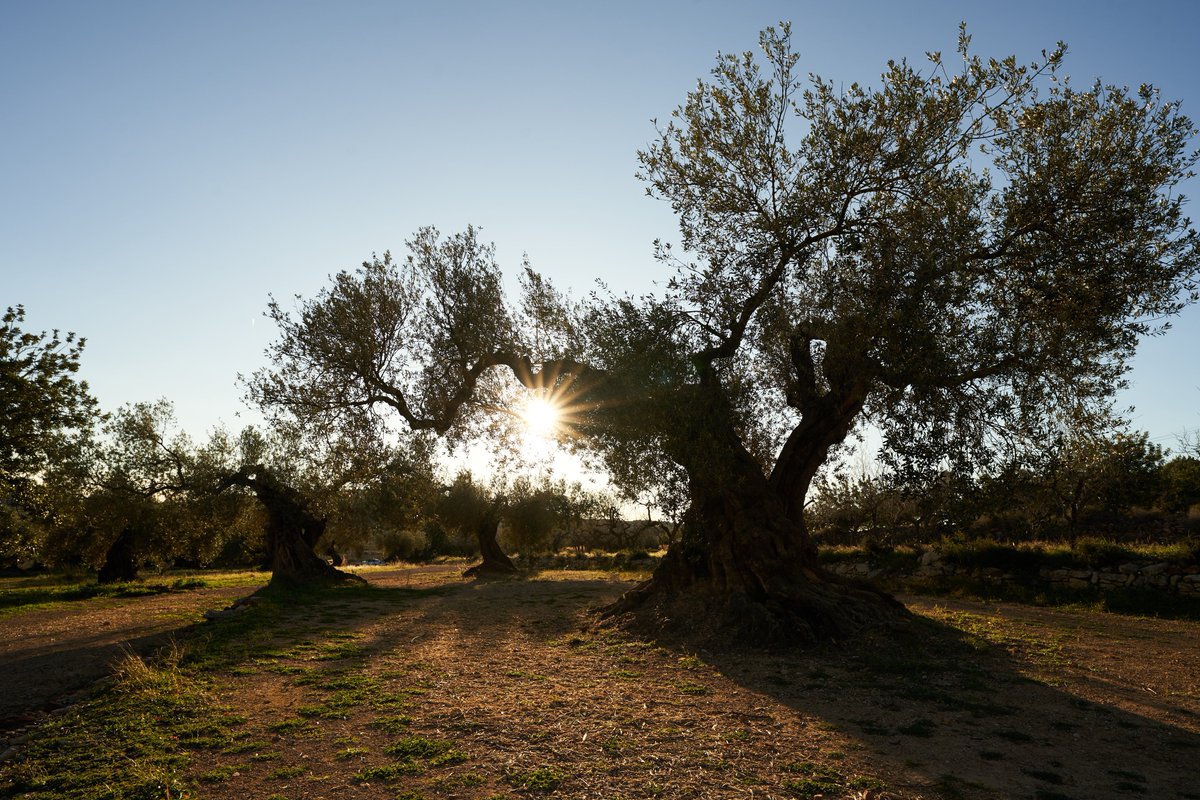 👉Visita les àrees d'oliveres mil·lenàries de Traiguera i Càlig, els Muntells de Sant Jordi, Mas Sabatero de Rossell i la ruta de Sant Mateu

👉Visita las áreas de olivos milenarios de Traiguera y Càlig, els Muntells de Sant Jordi, Mas Sabatero de Rossell y la ruta de Sant Mateu