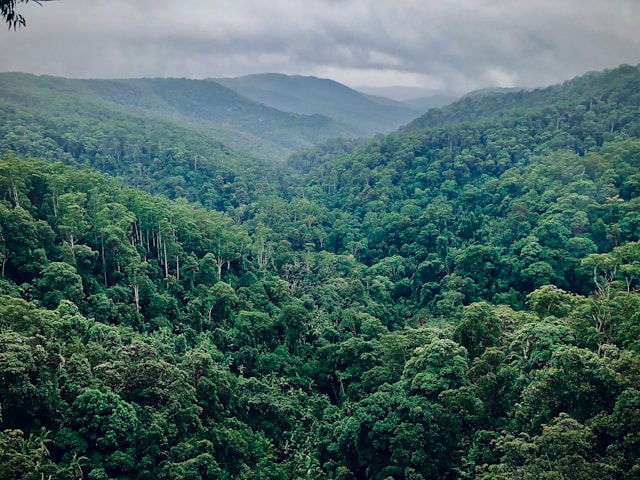 FOREST RESTORATION: Study finds that coffee pulp can speed up tropical forest recovery on post agricultural land. As a widely available waste product that’s high in nutrients, coffee pulp can be a cost-effective forest restoration strategy. (2021) britishecologicalsociety.org/forests-on-caf…