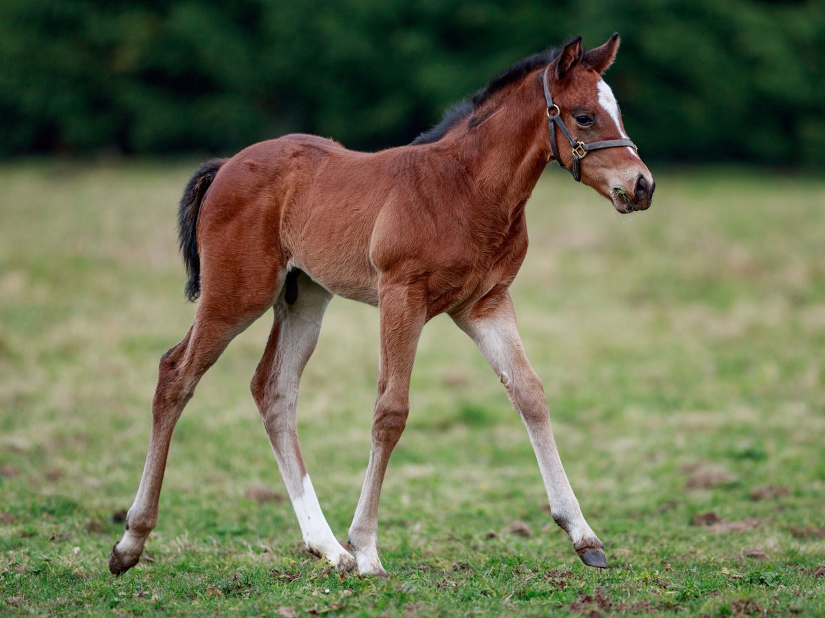 💫 “He has an expressive head with great strength and a compact frame, and is a very good mover" - Julie Mestrallet.

This athletic #Vadeni colt was born on 9th February <a href="/laumonerie/">Haras de l’Aumonerie</a>. Bred by Stallions Group, he is the second foal out of Fastnet Rock mare Romelia. #FoalWatch