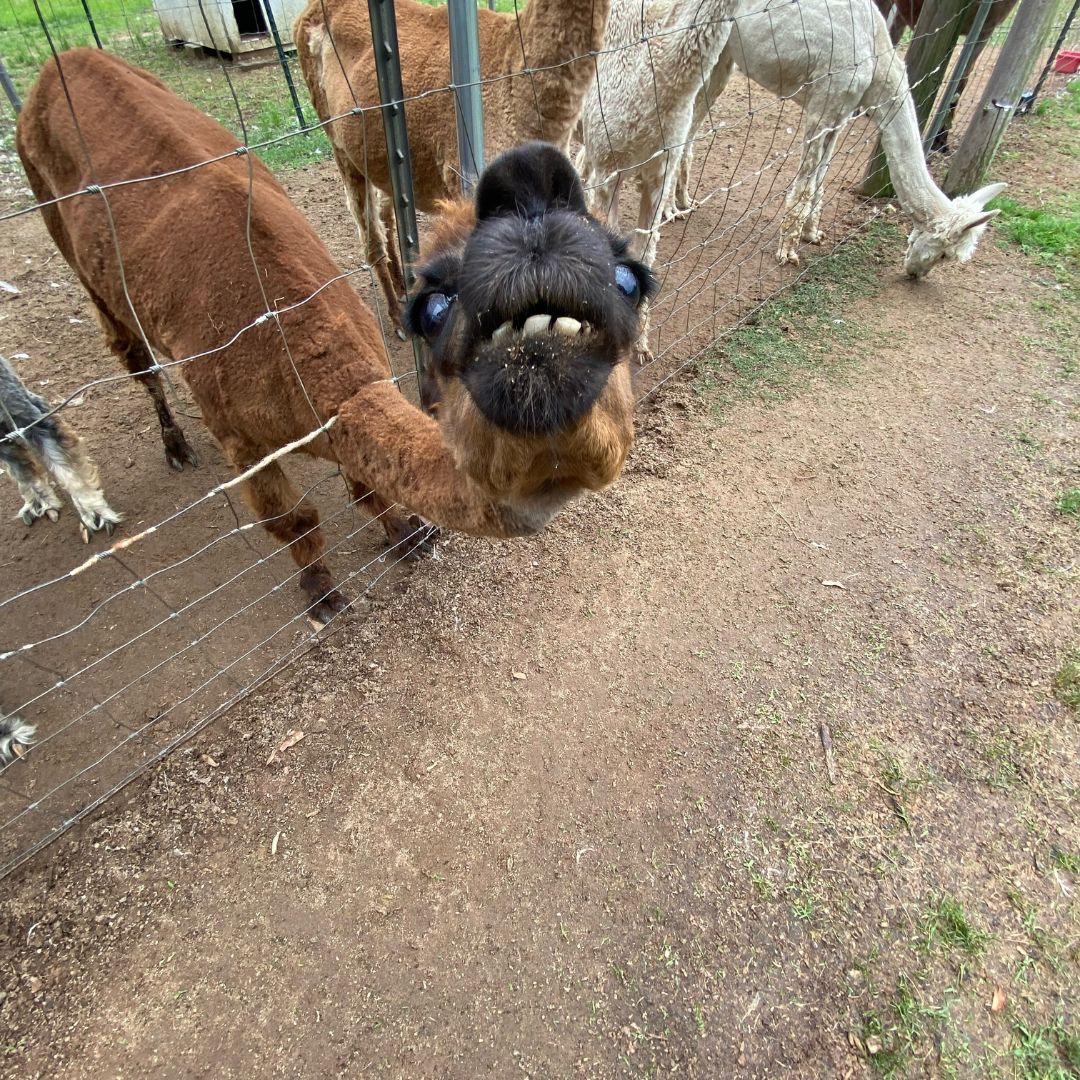 How would you caption this photo?😂#fridaymood #cppastures #weekendishere