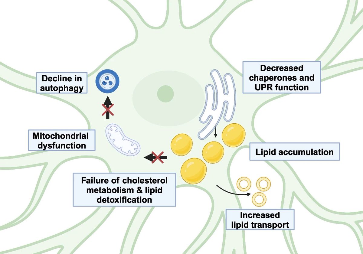 'Mechanisms of #astrocyte aging in reactivity and disease'

Holly K. Gildea <a href="/holly_gildea/">Holly Gildea</a> &amp; Shane A. Liddelow <a href="/LiddelowSA/">Shane Liddelow 🍊</a> <a href="/nyugrossman/">NYU Grossman School of Medicine</a> <a href="/nyulangone/">NYU Langone Health</a> #glia #NeurodegenerativeDiseases #LipidDroplets

bit.ly/41aJsdf