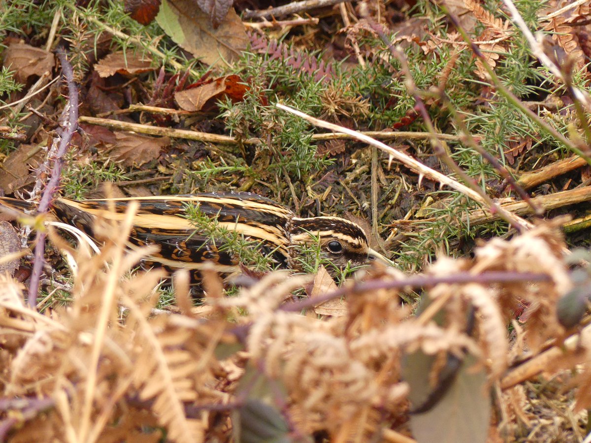 Steve Thorogood (@stevethorogood8) on Twitter photo Much reduced numbers of these on patch this season compared to last year🤔. No more than two found on any one day. Jack snipe, Tidenham Chase. #GlosBirds <a href="/gloswildlife/">@Gloucestershire Wildlife Trust</a> <a href="/HalfSnipe/">UK Half Snipe</a> Much reduced numbers of these on patch this season compared to last year🤔. No more than two found on any one day. Jack snipe, Tidenham Chase. #GlosBirds <a href="/gloswildlife/">@Gloucestershire Wildlife Trust</a> <a href="/HalfSnipe/">UK Half Snipe</a>