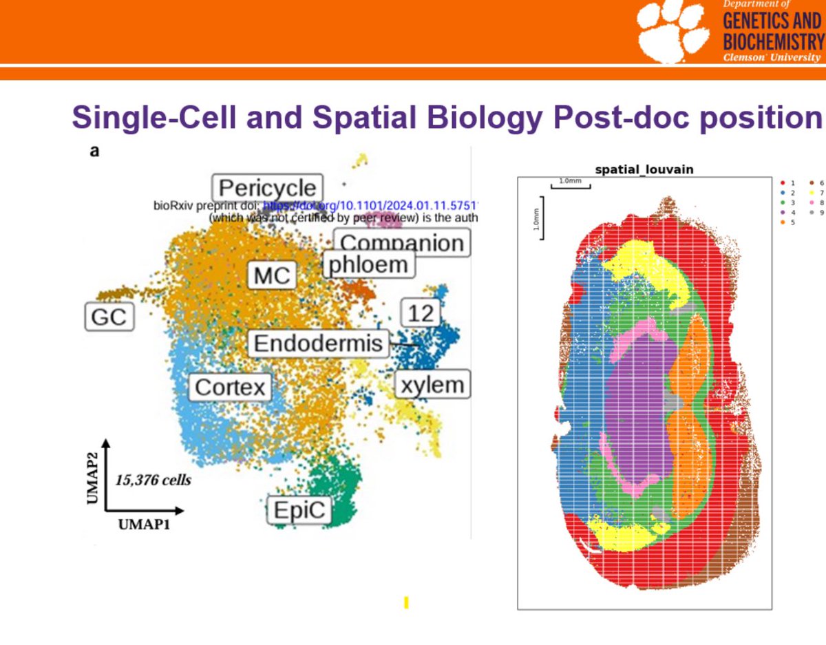 We're hiring! Looking for a Postdoctoral Researcher with expertise in single-cell genomics &amp; Stereo-seq. Join our team at Clemson to explore cutting-edge research 🔬 Apply here: facultysearch.interfolio.com/10625/position…
📩 Apply now or DM for details! #PostdocJobs #Genomics #SpatialBiology #Hirin