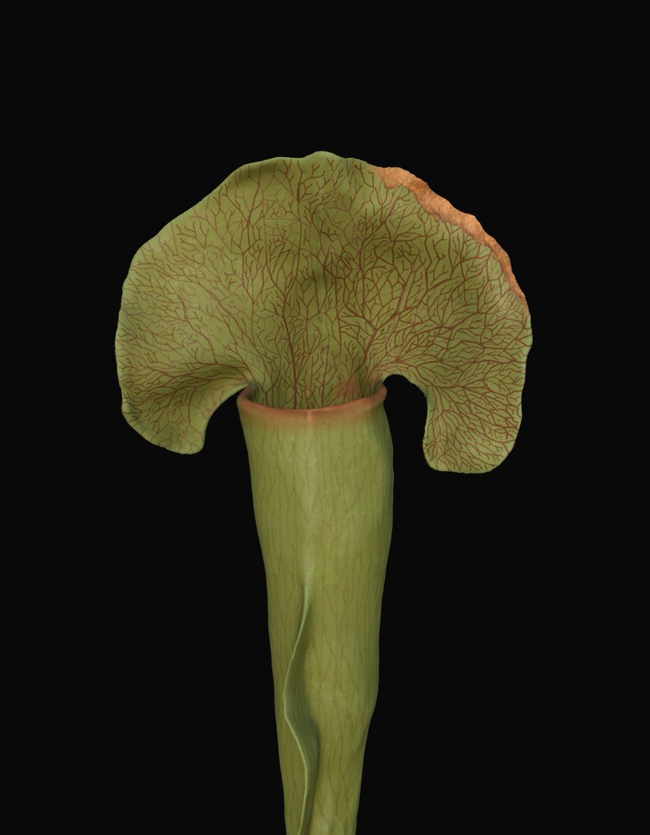 drbolick tweet media