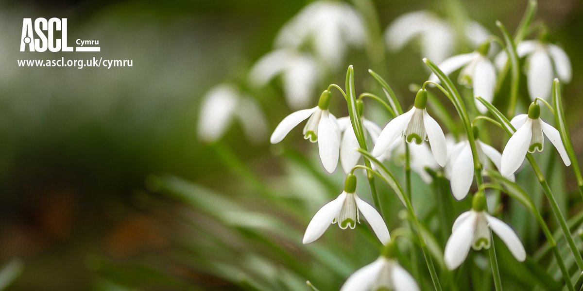 ASCL Cymru (@asclcymru) on Twitter photo For those on #halfterm next week,  we hope you find time to rest and relax.
Our newsletters will return on 4 March. Meanwhile, don't forget the ASCL Hotline is here for #ASCLmembers should you need to get in touch: ascl.org.uk/hotline For those on #halfterm next week,  we hope you find time to rest and relax.
Our newsletters will return on 4 March. Meanwhile, don't forget the ASCL Hotline is here for #ASCLmembers should you need to get in touch: ascl.org.uk/hotline