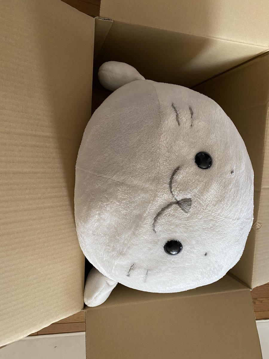 xm_gt4's tweet photo. ふわしろが中身ぱつぱつのぱつしろになって帰ってきた！ https://t.co/z0NCS6s81V