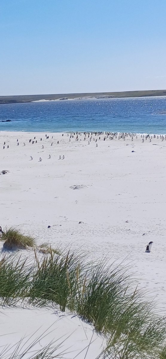 The joys of tourist season, standing on a beach watching penguins 🤣