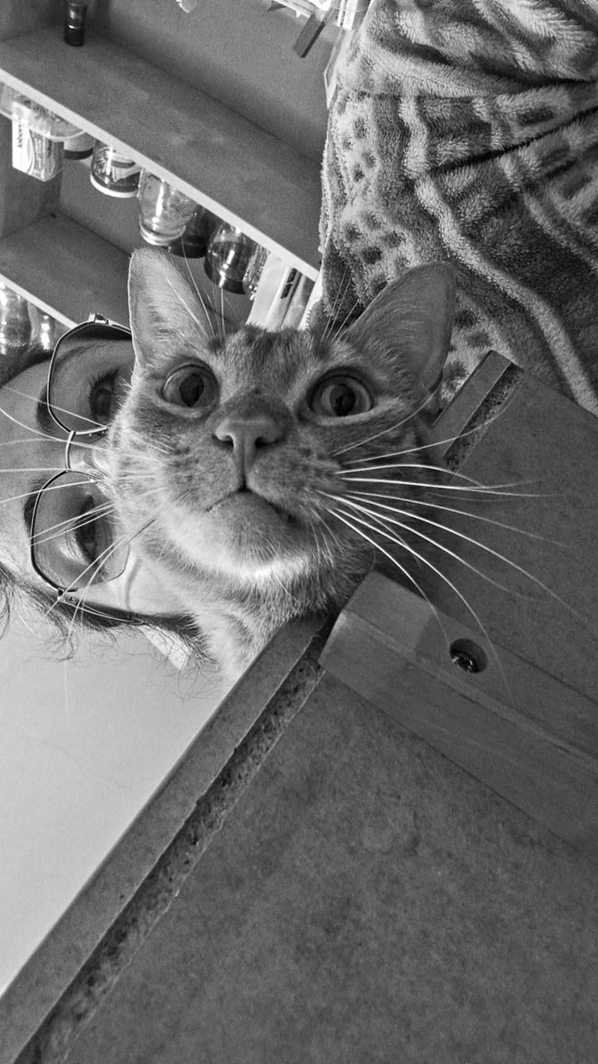 PsycoChio's tweet image. Mira ahí abajo mamá 😼

La vida con gatos siempre es mejor. 

#BebeNikky 
#NikkytoRey