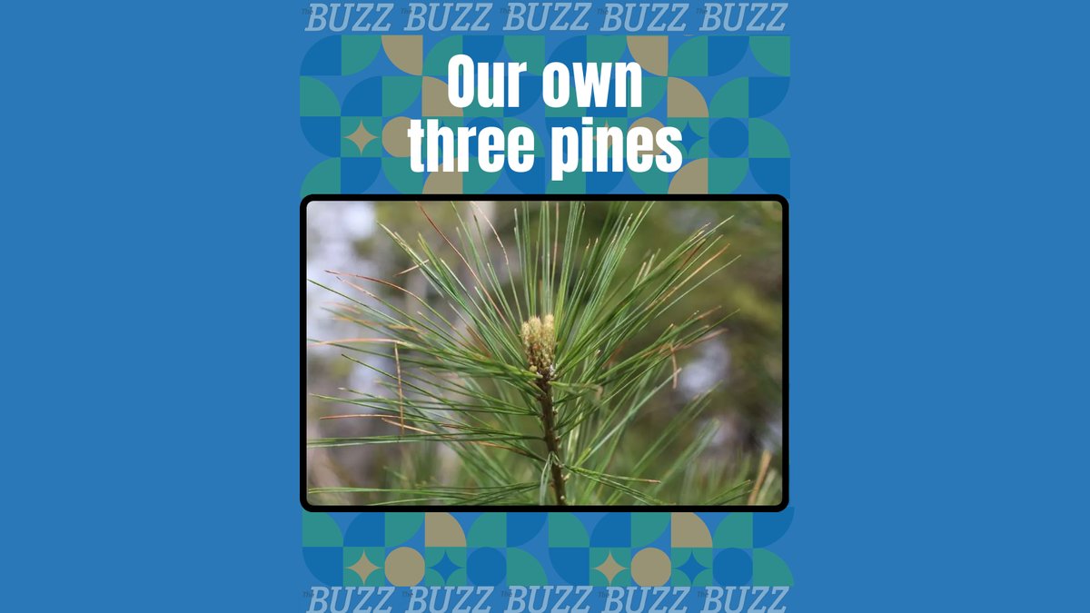 In this month's The Nature of PEI, Gary Schneider teaches us how to identify different native conifers!

For the full column, grab your February issue of The Buzz! Or go to buzzpei.com/our-own-three-…