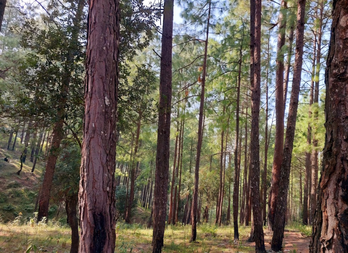 's tweet image. Share your photo of trees