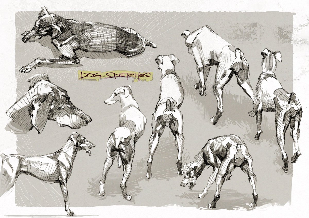 D O G 4