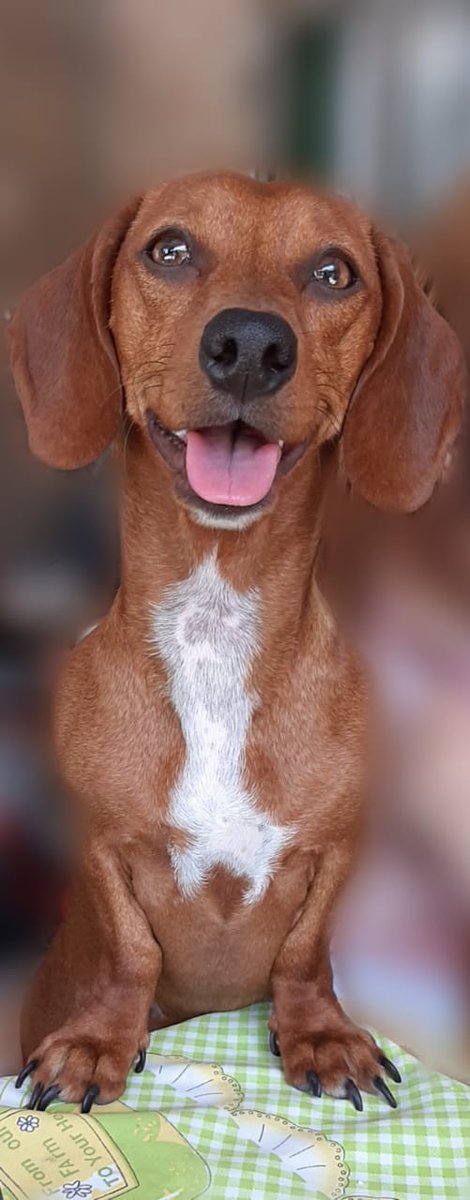 agusyoongi2's tweet photo. @Longordito Tiene 5 años y se mea encima si le haces cariño, una copada igual a comparación de la caniche de mi mamá que llora si se va, vive caminando atrás tuyo todo el día y encima si la haces jugar se enoja y te muerde. https://t.co/jfk9iw3l1P