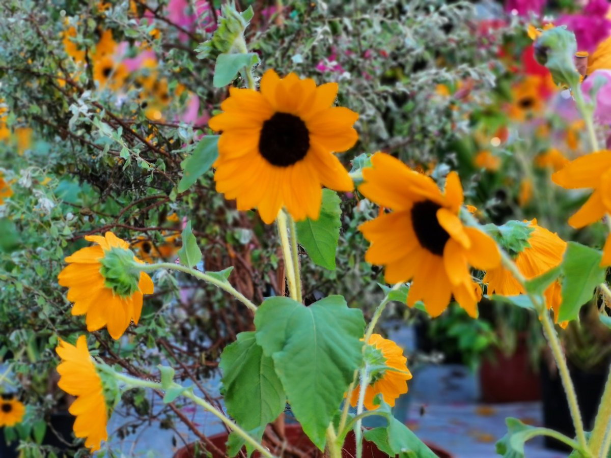 May39502446's tweet photo. Good night. #flowers #nature #Guangzhou #Guangdong #China #flower #cuteflower #cuteflowers #iloveflower #iloveflowers #plants #leaves #floral #blossom #blossoms #rose #autumn #winter #spring #summer #plant #garden #photography https://t.co/ZsnMftaWCl