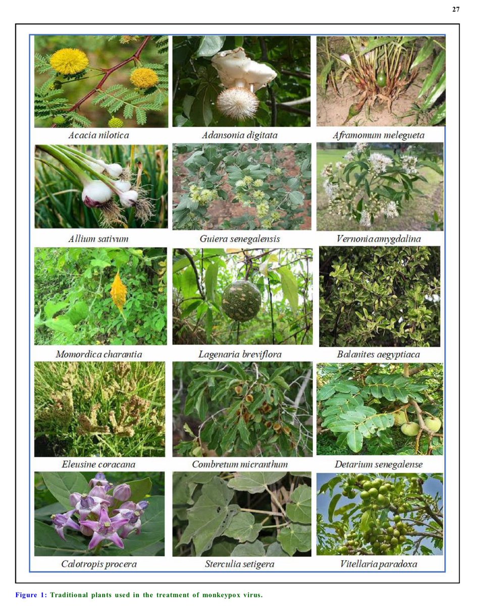 polycultured's tweet image. Harnessing nature's arsenal: A comprehensive review of phytomedicine approaches in #Monkeypox treatment

researchgate.net/profile/Indu-C…