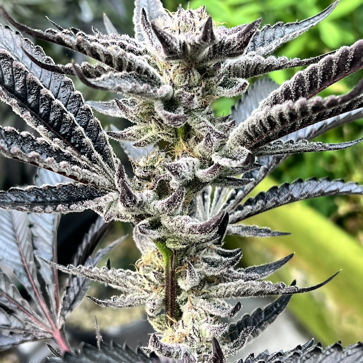 SIK3_one's tweet image. 📘One of my current fav 

#testers #beleaf #onemancrew